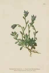 Mt. Cenis Bellflower